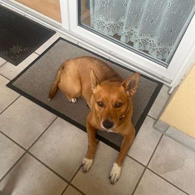 Gehören Hunde ins Restaurant?-Beitrag-Bild