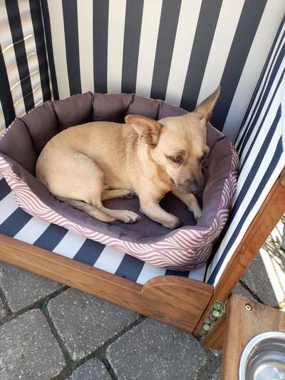 Auslandstierschutz-Beitrag-Bild