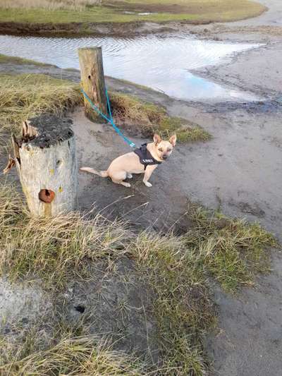 Auslandstierschutz-Beitrag-Bild