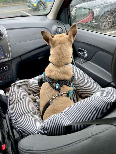 Foto Challenge Thema "Hunde im Auto"-Beitrag-Bild