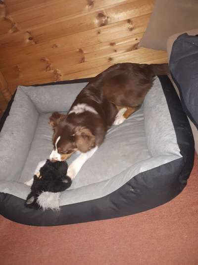 Was haben eure Hunde schon gefressen oder zerstört ?-Beitrag-Bild