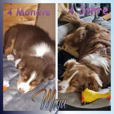 Vom Welpen zum Hund-Beitrag-Bild