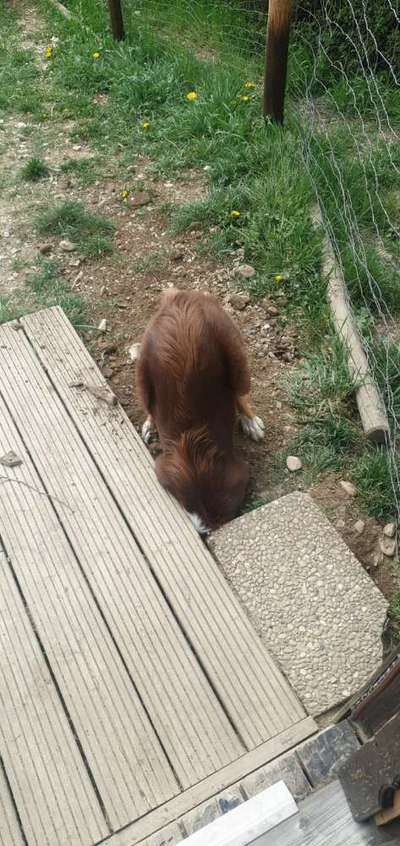 Was haben eure Hunde schon gefressen oder zerstört ?-Beitrag-Bild