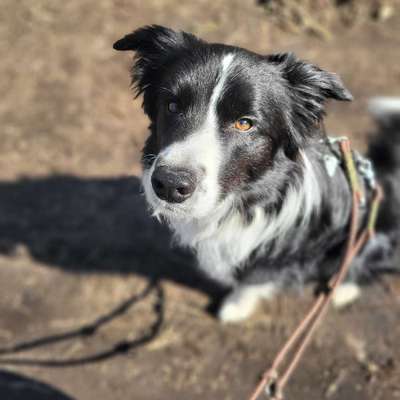 Hundetreffen-Leinenspaziergang-Bild