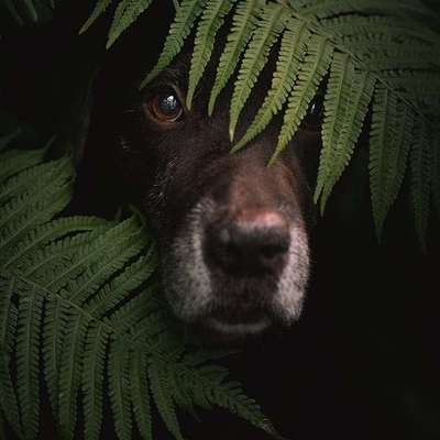 Dogorama Photo Challenge - Portrait-Beitrag-Bild