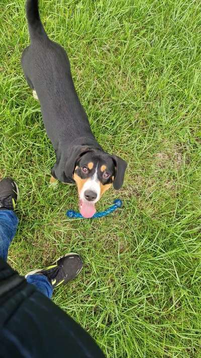 Entlebucher Sennenhund-Beitrag-Bild
