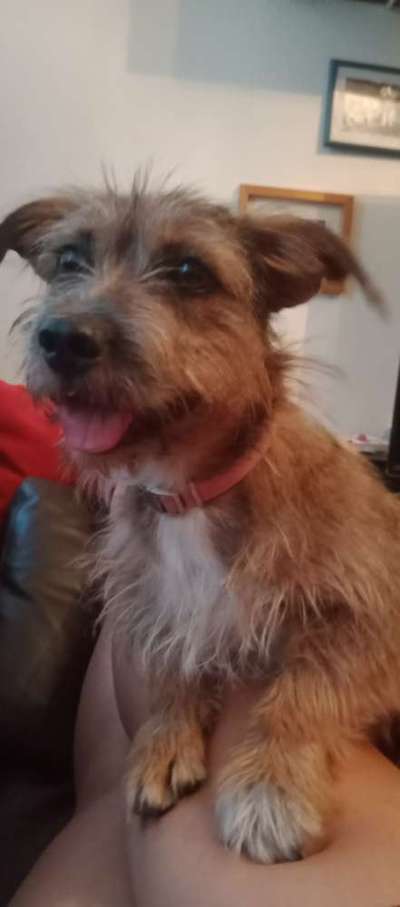 Border Terrier-Beitrag-Bild