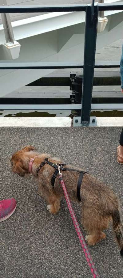 Geschirr für Dackel-Beitrag-Bild