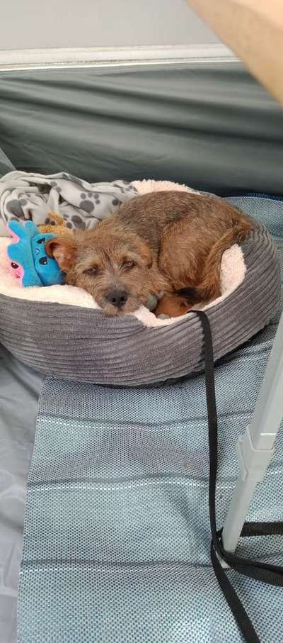 Border Terrier-Beitrag-Bild