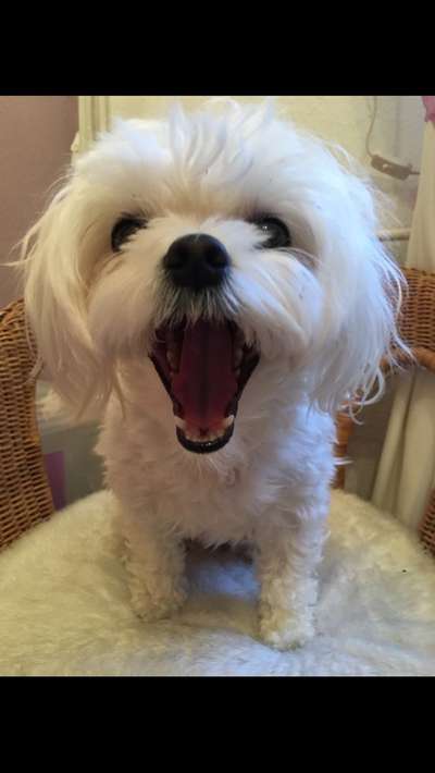 Dogorama Photo Challenge - Dein Hund beim Gähnen-Beitrag-Bild