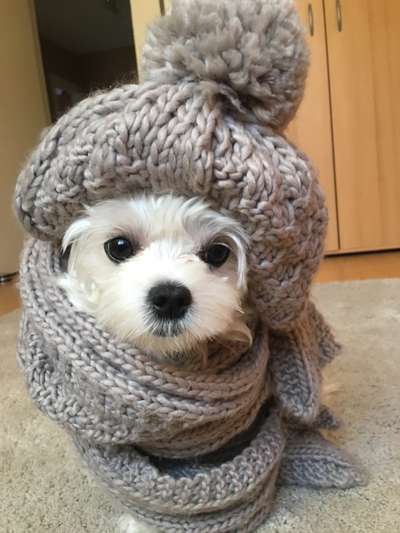 Fotochallange nr. 106
Der geschmückte Hund.-Beitrag-Bild