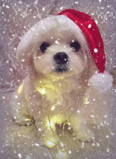 Dogorama Photo Challenge - Nikolaus-Beitrag-Bild