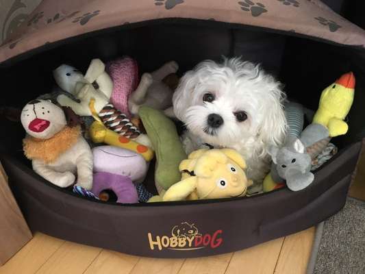 Dogorama Photo Challenge - Tarnung ist alles-Beitrag-Bild