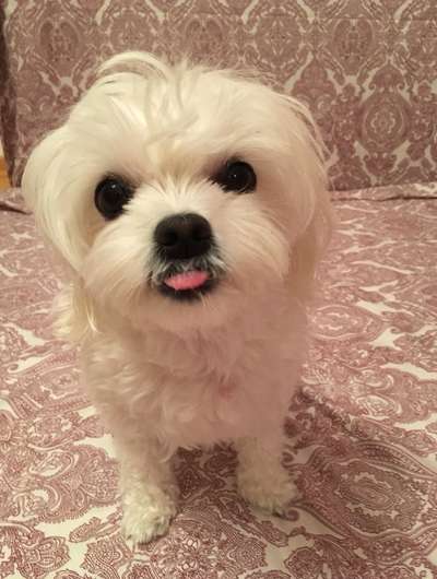 Tongue Out Tuesday-Beitrag-Bild