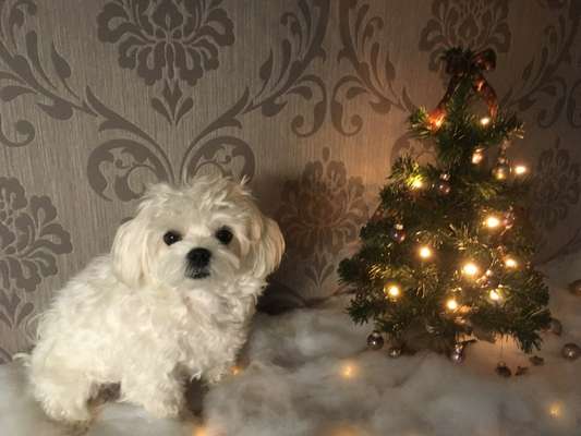 Dogorama Photo Challenge - Weihnachtsbaum-Beitrag-Bild