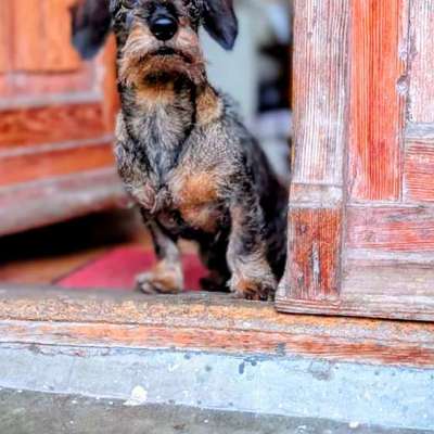 %{de_profession_title}-Hundebetreuung & Dogwalking-Bild