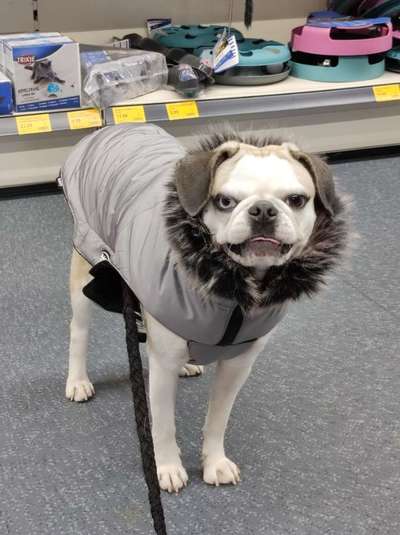 Hundekleidung - Top oder Flop-Beitrag-Bild