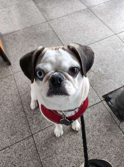 Mops mix-Beitrag-Bild