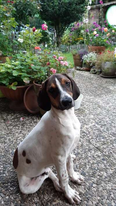 Mischlingshunde Foto Aufruf-Beitrag-Bild