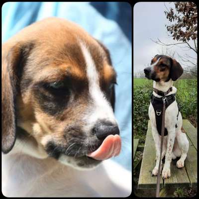 Welpen Bilder !-Beitrag-Bild