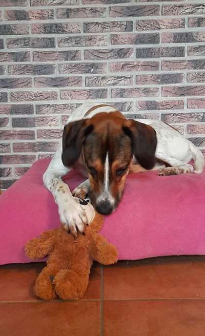 Der Lieblingsplüschi eures Vierbeiners-Beitrag-Bild