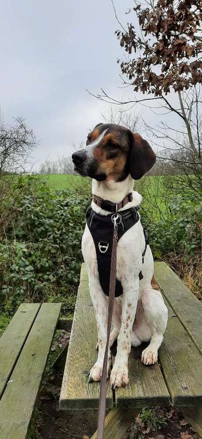 Zeigt her eure Junghunde :)-Beitrag-Bild