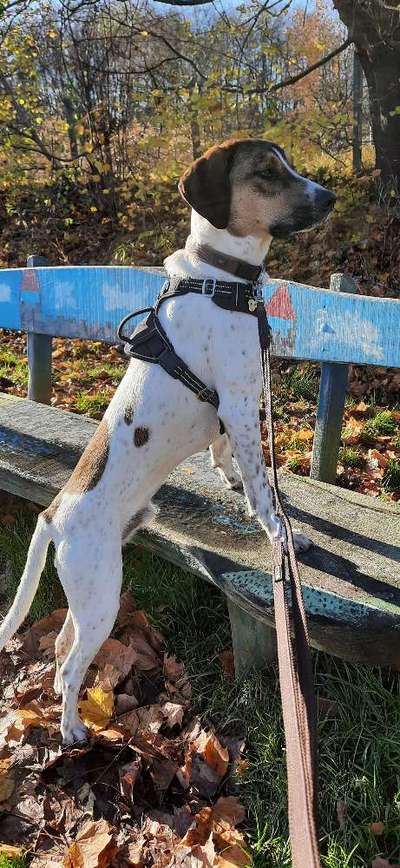 Englisch Pointer Mischlinge 🐶🐾-Beitrag-Bild