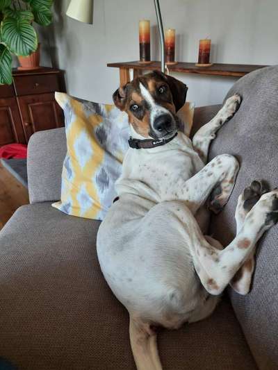 Zeige das lustigste Bild eures Hundis-Beitrag-Bild