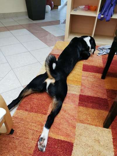 Appenzeller Sennenhunde-Beitrag-Bild