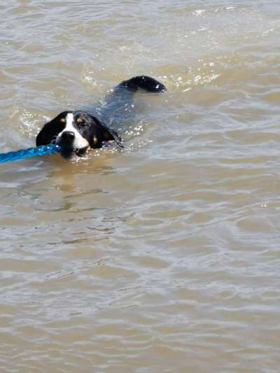 Appenzeller Sennenhunde-Beitrag-Bild