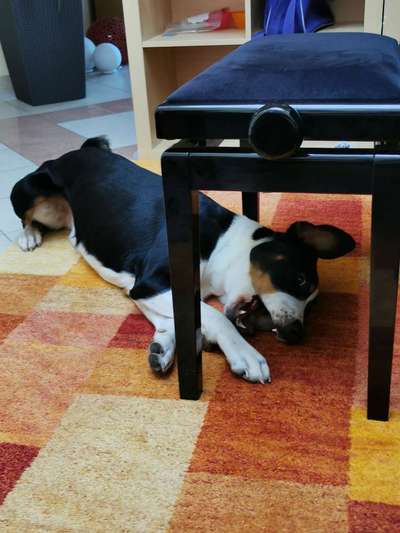 Appenzeller Sennenhunde-Beitrag-Bild