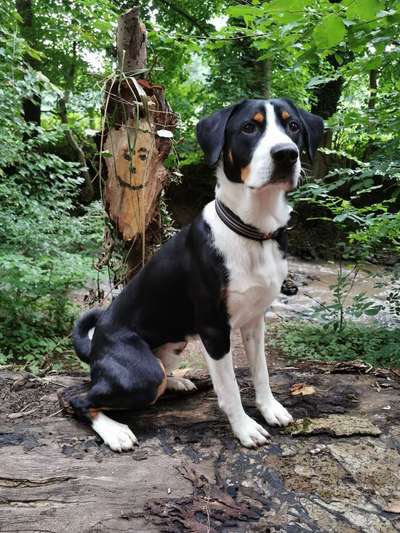 Appenzeller Sennenhunde-Beitrag-Bild