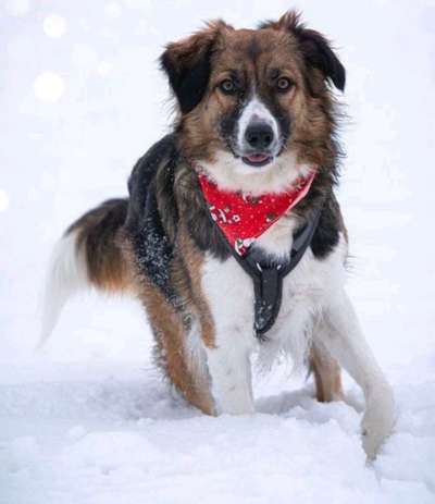 Australian Shepherd Mix-Beitrag-Bild