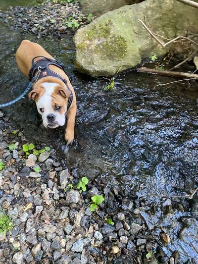 Dogorama-Monats-Challenge-Mai "Wasser"-Beitrag-Bild