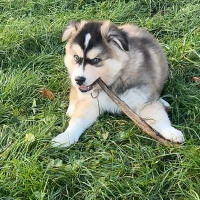 Hundetreffen-Welpentreffen Köln Zollstock/Rodenkirchen-Bild