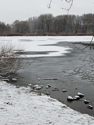 Hundeauslaufgebiet-Malchower See-Bild