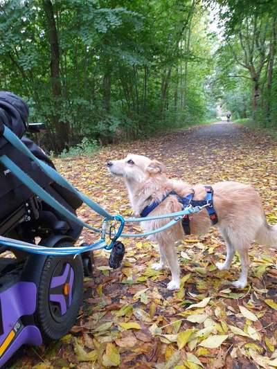 Geschirr Empfehlungen?-Beitrag-Bild