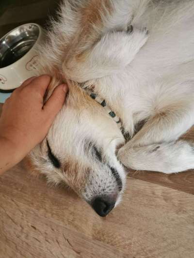 Paracord-EM-Pipe-Halsbänder-Beitrag-Bild