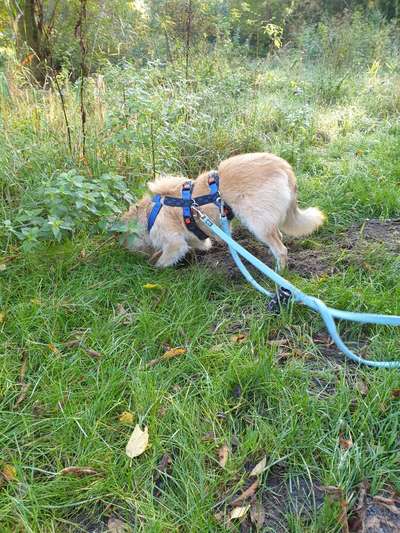 Podencomischling oder Podenco-Beitrag-Bild