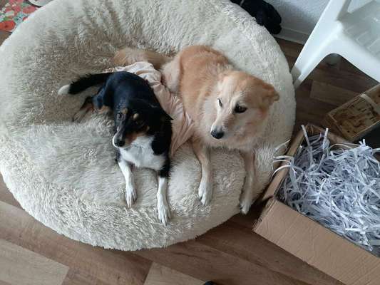 Ein gutes Hundebett?-Beitrag-Bild