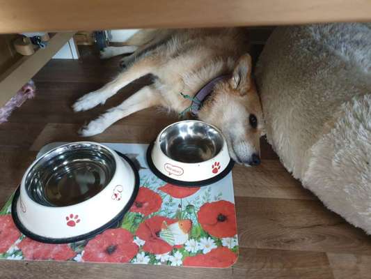 Körbchen / Hundebett-Beitrag-Bild