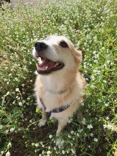 Die Dogorama Kalender Challenge Titelbild-Beitrag-Bild