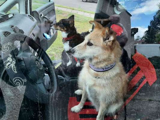 Die Dogorama Wochen Challenge-Beitrag-Bild