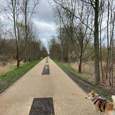 Hundeauslaufgebiet-Wuhle-Bild