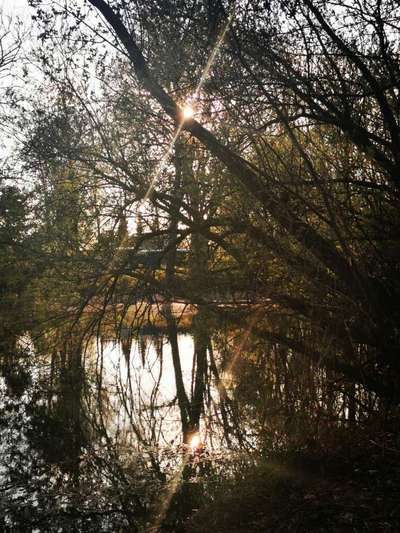 Hundeauslaufgebiet-Bitburger Teich-Bild