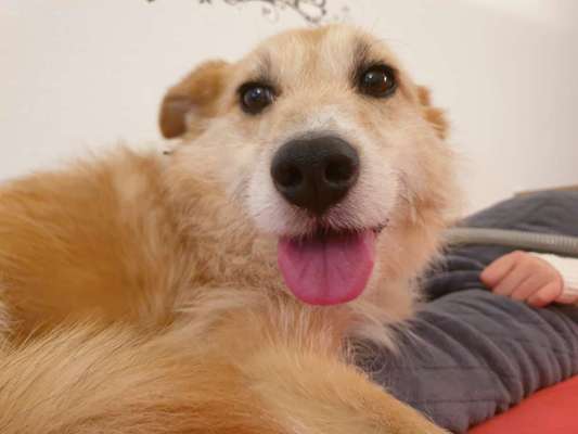 Podencomischling oder Podenco-Beitrag-Bild