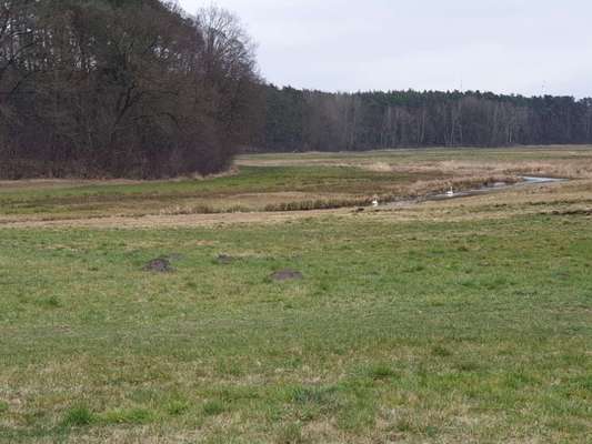 Hundeauslaufgebiet-Hellsee und Lager Koralle-Bild