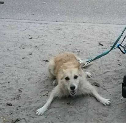 Podencomischling oder Podenco-Beitrag-Bild