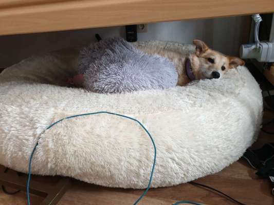 Gutes (ortho) Bett mit hohen Rand gesucht. Ideen?-Beitrag-Bild