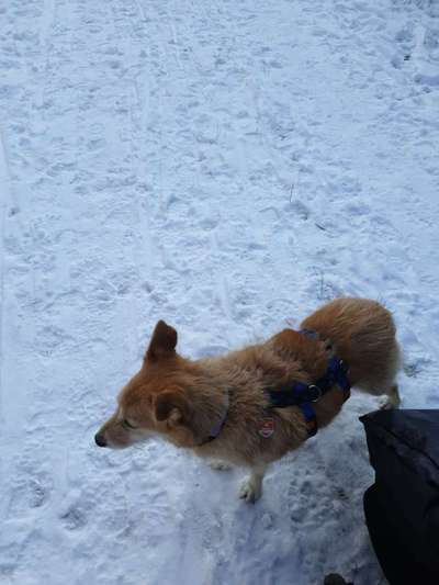 Podencomischling oder Podenco-Beitrag-Bild